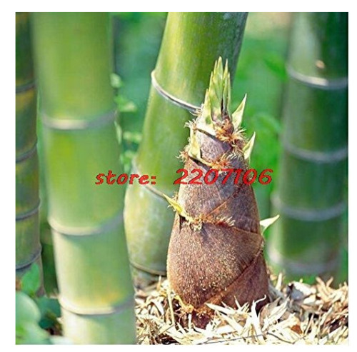 40/100+ seeds Giant Wholesale-Large Phyllostachys pubescens moso bamboo seeds, produce edible fired, 100% real