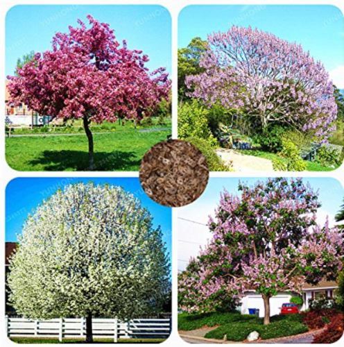 200 PCS Senior Paulownia Seed 4 Different Color Flowering Plants