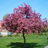 200 PCS Senior Paulownia Seed 4 Different Color Flowering Plants