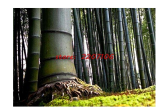 40/100+ seeds Giant Wholesale-Large Phyllostachys pubescens moso bamboo seeds, produce edible fired, 100% real