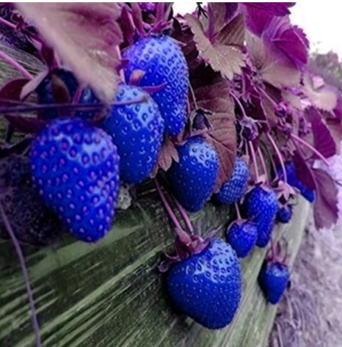 500Pcs Blue Strawberry Seeds