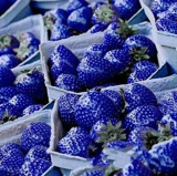 500Pcs Blue Strawberry Seeds