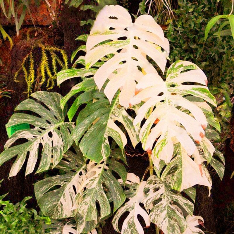 Palm Tree Turtle Leaves Monstera Variegated Seeds Rare Tree Mixed color Ornamental DL303C