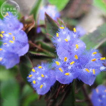 BELLFARM 2pcs Cyanotis arachnoidea C.B.Clarke Seeds, purple blue perennial plants flowers