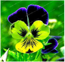 100 Seeds Pansy Seeds Wavy Viola Tricolor Flower Seeds