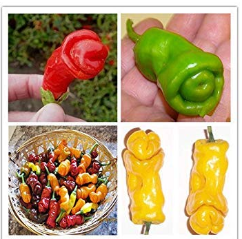 ADB Inc Penis Chill Red Hot Peter Pepper Seeds 200pcs Vegetables & Fruit Seeds (Pepper Mix)