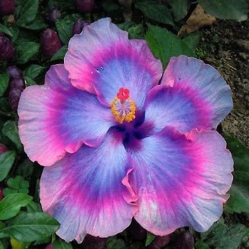 Flower Seeds Giant purple Hibiscus Exotic Coral Flowers 20 Seeds