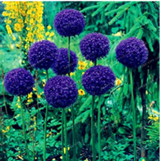 100 Seeds Giant Onion Seeds Allium Giganteum Flower Seed Flower plant