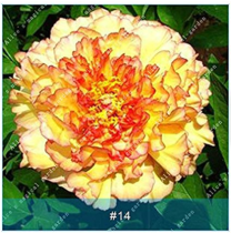 1PC Herbaceous Peony Bulb Flowers Bulbs Potted Home Garden Balcony Plant Bulbous Not Seeds High Germination Rate Bonsai 14