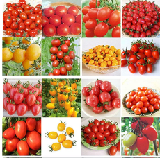 200pcs 24 KINDS Tomoto Seeds mixed packed Purple Black Red Yellow Green Cherry Peach Pear Tomato Seed Organic Food for Garden