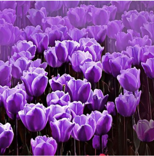 10PCS Purple Tulip Bulbs