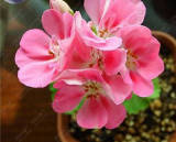 BELLFARM Geranium Peach Pink Red Compact Single Petals Flowers Seeds