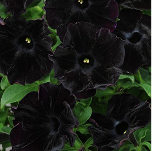 Petunia Black 'Velvet' Bonsai Annnual Flowers 200pcs Seeds Slightly Ruffled Flower for Home Garden High Yield