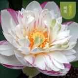 Heirloom Colorful Lotus Seeds 10PCS