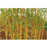 50PCS Yellow Fresh Bamboo Seeds - Fargesia / Borinda Fungosa