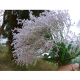 3PCS Conospermum incurvum - Plume smokebush Seeds