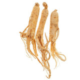 10PCS Chinese/korean Panax Ginseng Seeds Asian Fresh for Planting Nutrition