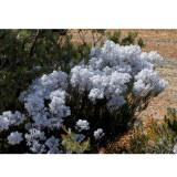 3PCS Conospermum incurvum - Plume smokebush Seeds