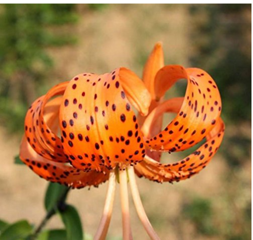 50 Pieces Tiger Skins Lilium Brownii Flower Seeds Balcony Bonsai Courtyard Plant Flower Seeds Lily Seeds