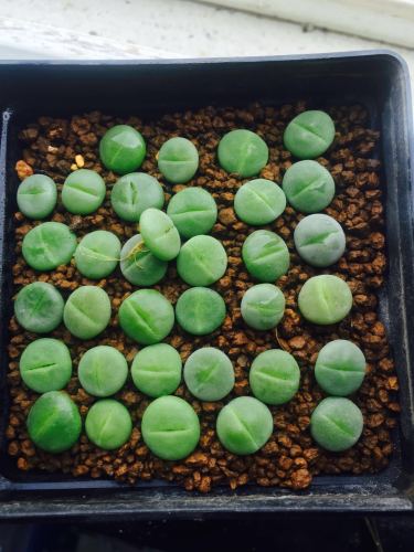 1-1.5CM Kermit Dinteranthus Green Lithop Bulbs Seedlings