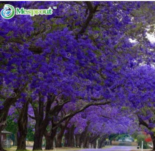 100% Genuine Purple Jacaranda Mimosifolia Tree Shrub Seeds 20PCS