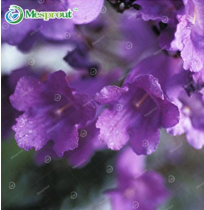 100% Genuine Purple Jacaranda Mimosifolia Tree Shrub Seeds 20PCS