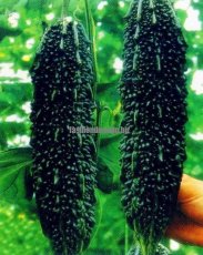 Black Pearl Bitter Vegetables Seeds 10PCS
