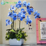 100 Blue Butterfly Orchid Seeds