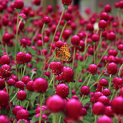 30PCS Qis Red Gomphrena Seeds Globe Amaranth Flowers