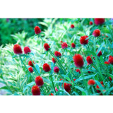 30PCS Qis Red Gomphrena Seeds Globe Amaranth Flowers