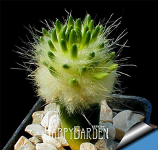 10pcs/Lot Strombocactus disciformis Cactus Seeds