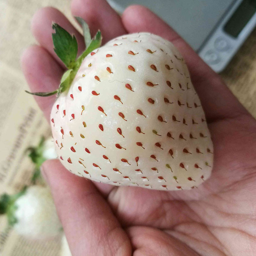 US 1.16 White Strawberry Seeds The Hottest Fruits in Japan 100PCS