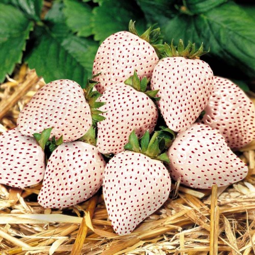 White Strawberry Seeds The Hottest Fruits in Japan 100PCS/pack