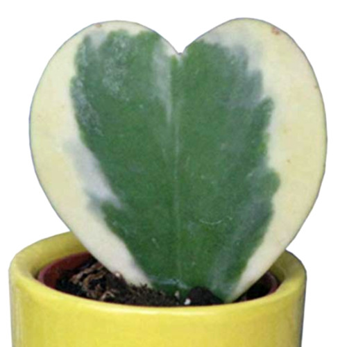 Hoya Kerrii 'Variegate' Seeds Sweetheart Plant Lucky-Heart Succulent 100PCS/pack