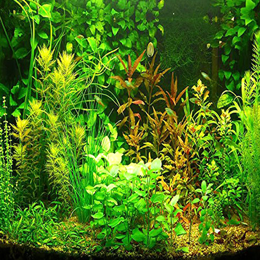 US$ 2.99 - Aquarium Grass Seeds Water Aquatic Plant Seeds ...