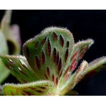 Aeonium smithii Succulent Plant Seeds Smith’s Giant Houseleek 20PCS/pack  DL357C
