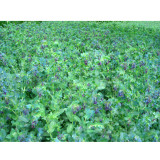 BELLFARM Honeywort Blue Shrimp Plant Seeds Blue Wax Flowers 'Purpurascens' Cerinthe Major Garden High Germination -20PCS/pack
