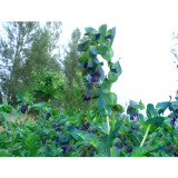 BELLFARM Honeywort Blue Shrimp Plant Seeds Blue Wax Flowers 'Purpurascens' Cerinthe Major Garden High Germination -20PCS/pack