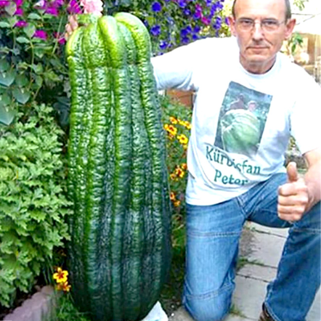 Turkey Giant Cucumber Seeds 50PCS/pack