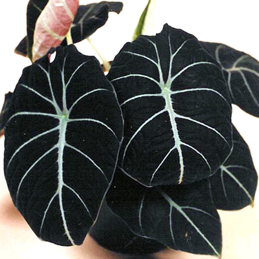 US$ 1.45 - Alocasia Elephant Ear Seeds Taro 'Black Velvet' (Alocasia