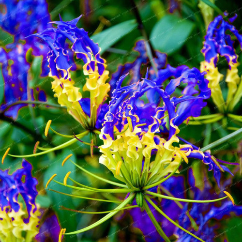1PC GLORIOSA SUPERBA Blub Yellow Blue Glory Lily Flame Lily Flower