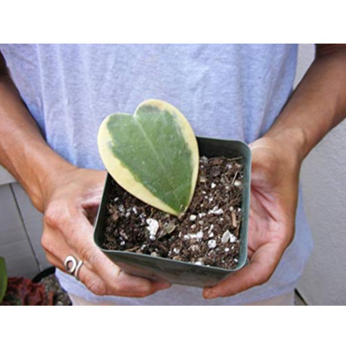 Hoya Kerrii 'Variegate' Seeds Sweetheart Plant Lucky-Heart Succulent 100PCS/pack