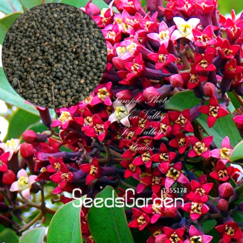 Sandalwood Flowers - The tree grows in places with cool climate, moderate  rainfall, and copious sunshine. The tree is a root parasite … | Growing tree,  Plants, Tree