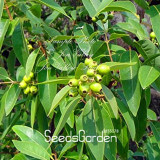 100 Pcs/Lot Indian Sandalwood Tree Seeds