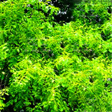 100 Pcs/Lot Indian Sandalwood Tree Seeds