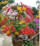 100pcs Mix-color 'Bougainvillea Spectabilis Willd Seeds Bonsai Flower Plant Seeds Flowers Flower Pot Planters