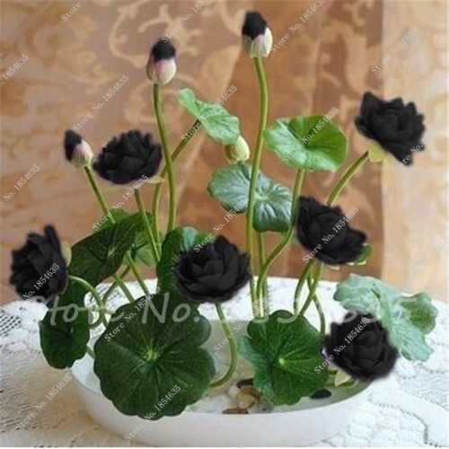 lotus seeds, bowl lotus water lily seeds rare Aquatic flower plant seed for home garden planting -5 pcs