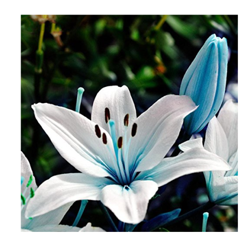 50Pcs Blue Heart Lily Seeds Potted Plant Bonsai Lily Flower Seeds For Home Garden