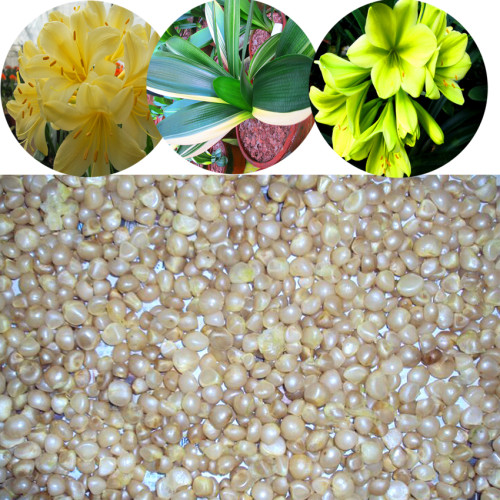 BELLFARM 50/100 PCS Kaffir Lily Clivia Plants Seeds DL377C