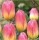 10PCS Tulip Bulbs (New Bulbs will Come in April, so tulip bulbs will be sent in April)